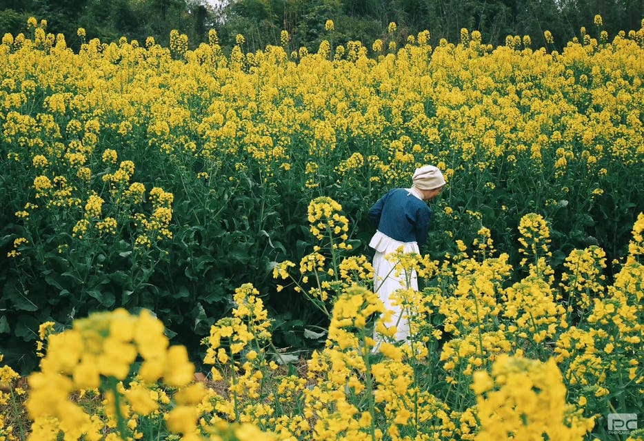 拉斯维加斯3133cc(中国集团)有限公司官网